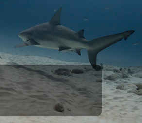 diving with bull sharks banner